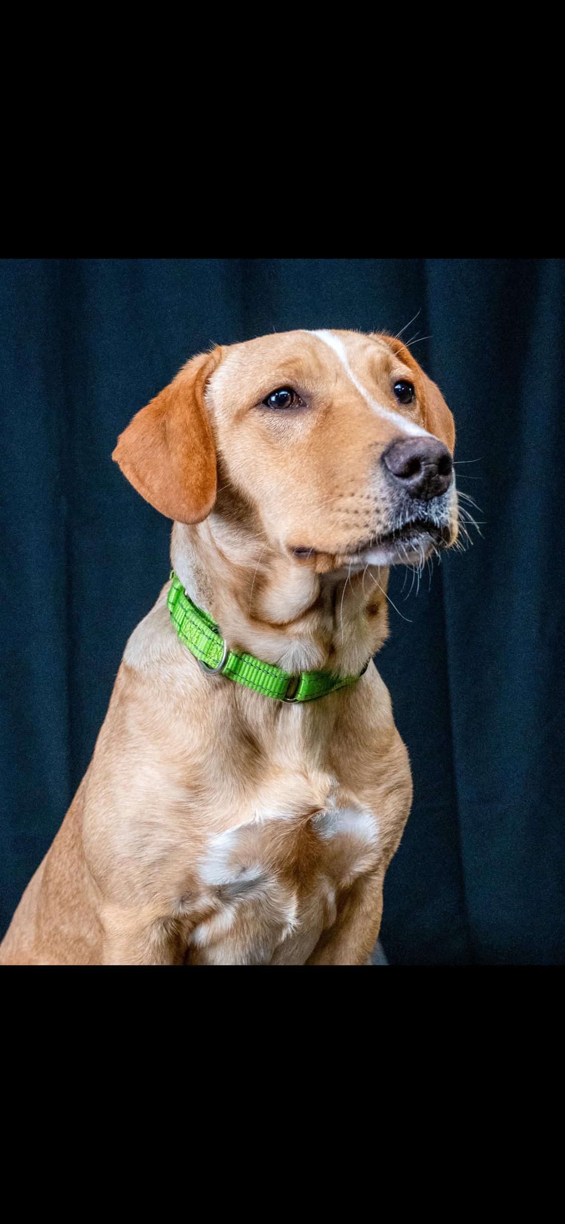Scout, a ADOPTABLE mixed breed in Centerville, TN image 1/3