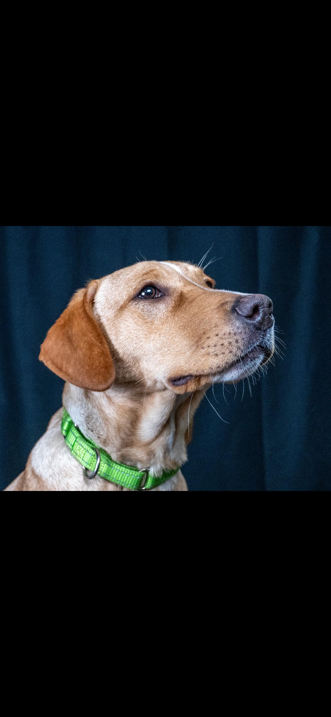 Scout, a ADOPTABLE mixed breed in Centerville, TN image 2/3