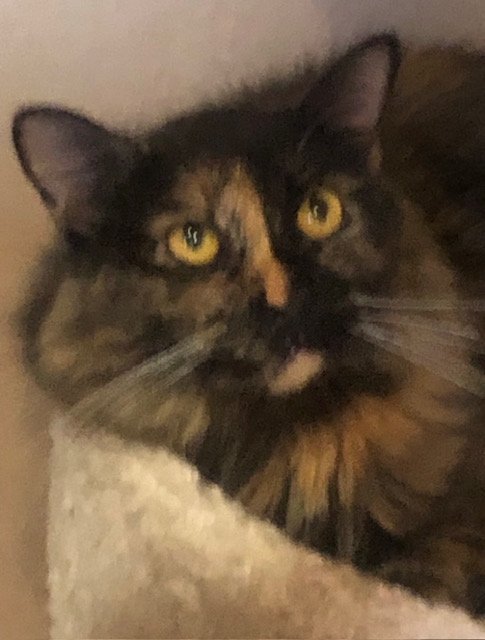 KIMMI, a Adoptable Domestic Medium Hair in Oro Valley, AZ image 1/8