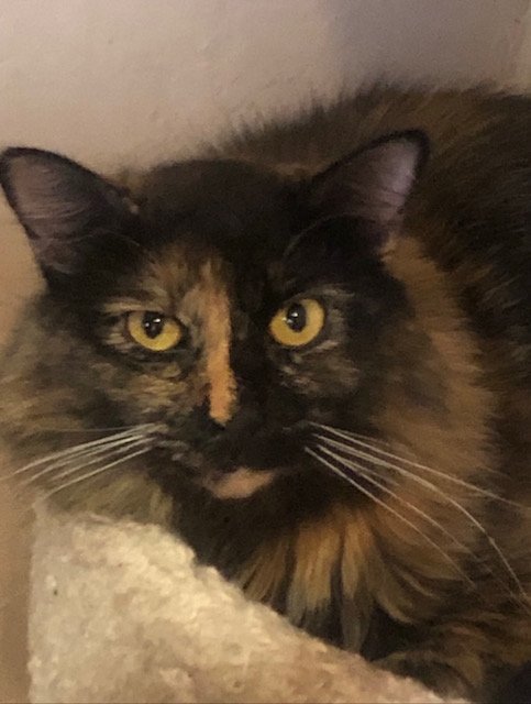 KIMMI, a Adoptable Domestic Medium Hair in Oro Valley, AZ image 3/8