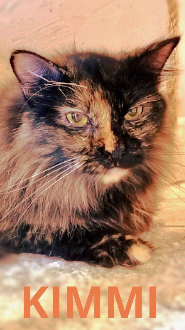 KIMMI, a Adoptable Domestic Medium Hair in Oro Valley, AZ image 4/8