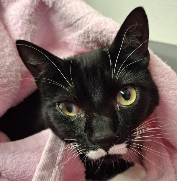 Sunny, Adoptable, Adult Male Domestic Short Hair.