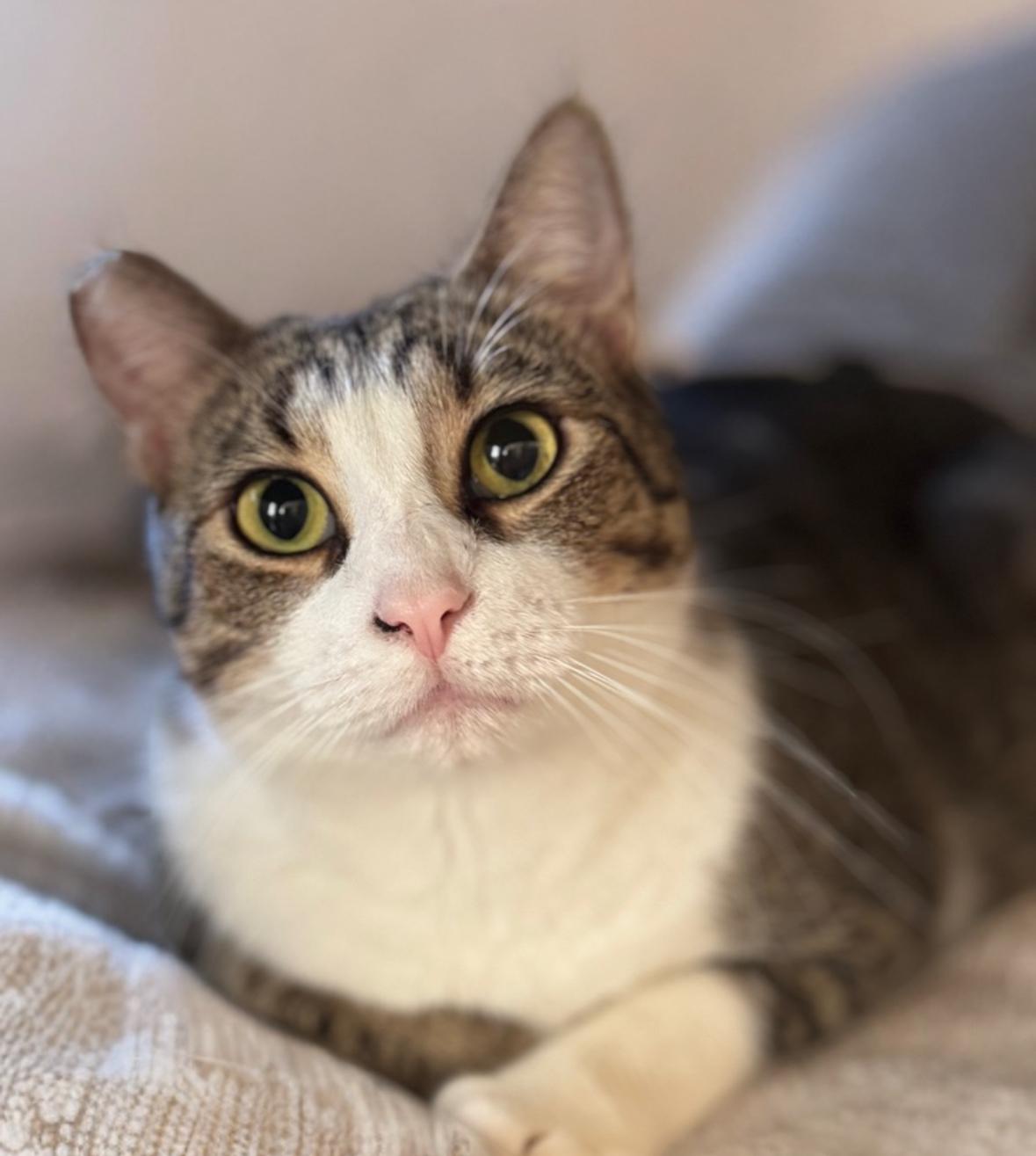 Einstein and Edison (Bonded Brothers), a Adoptable Domestic Short Hair in Denver, CO image 3/6