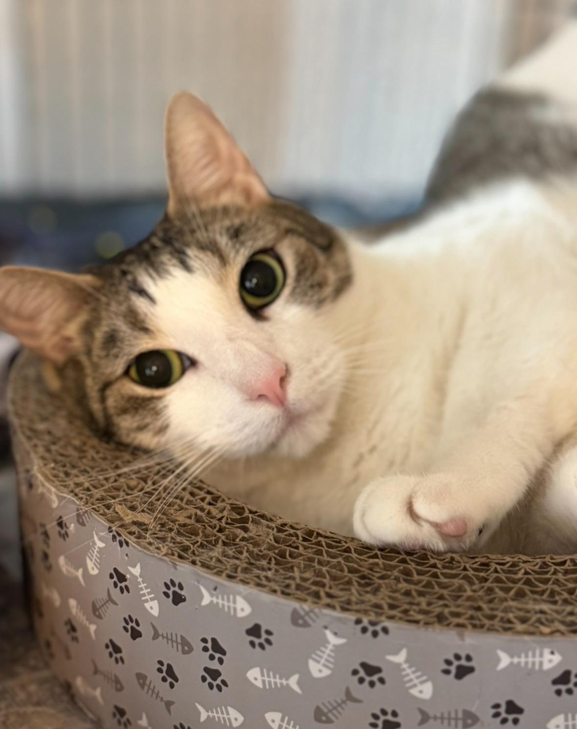 Einstein and Edison (Bonded Brothers)