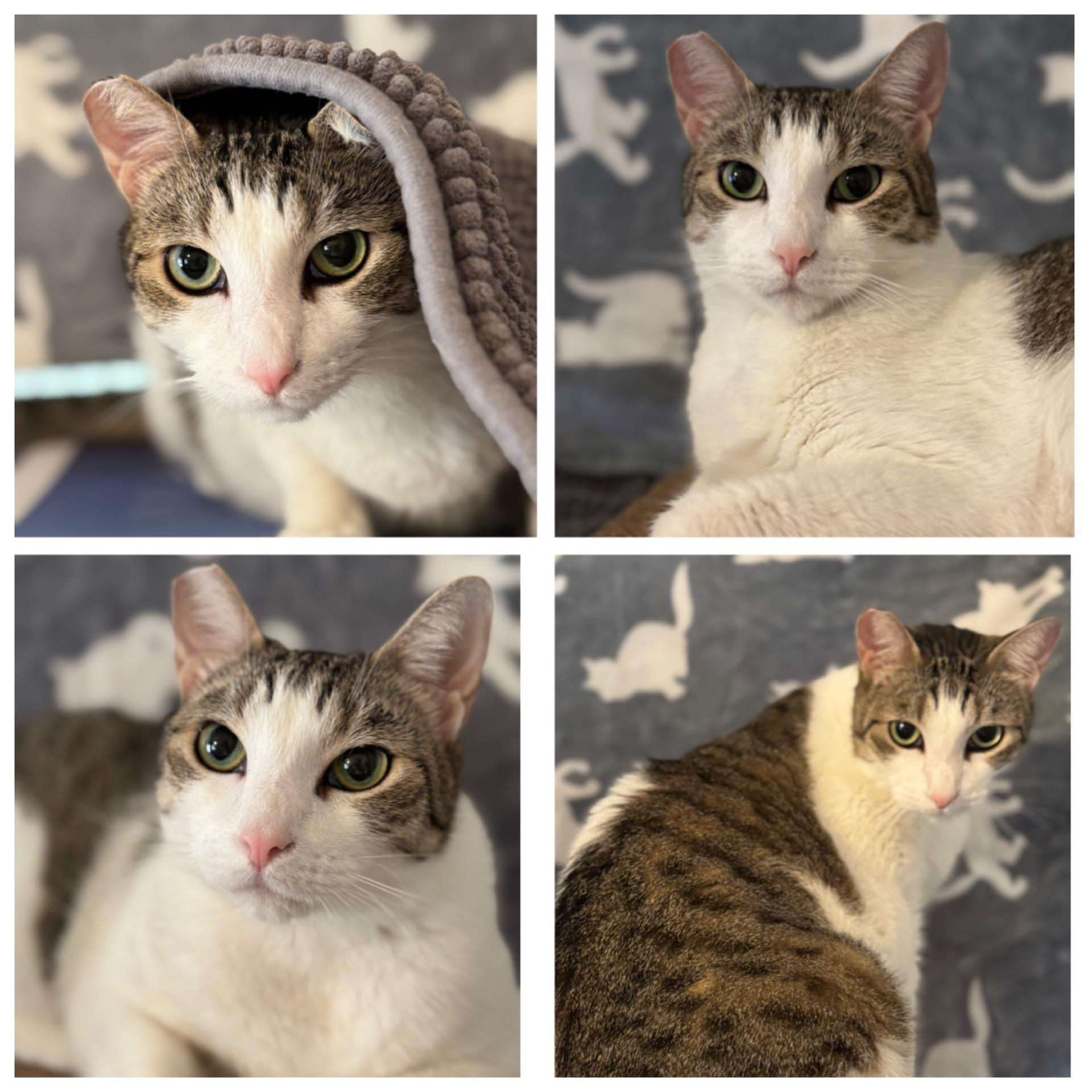 Einstein and Edison (Bonded Brothers)