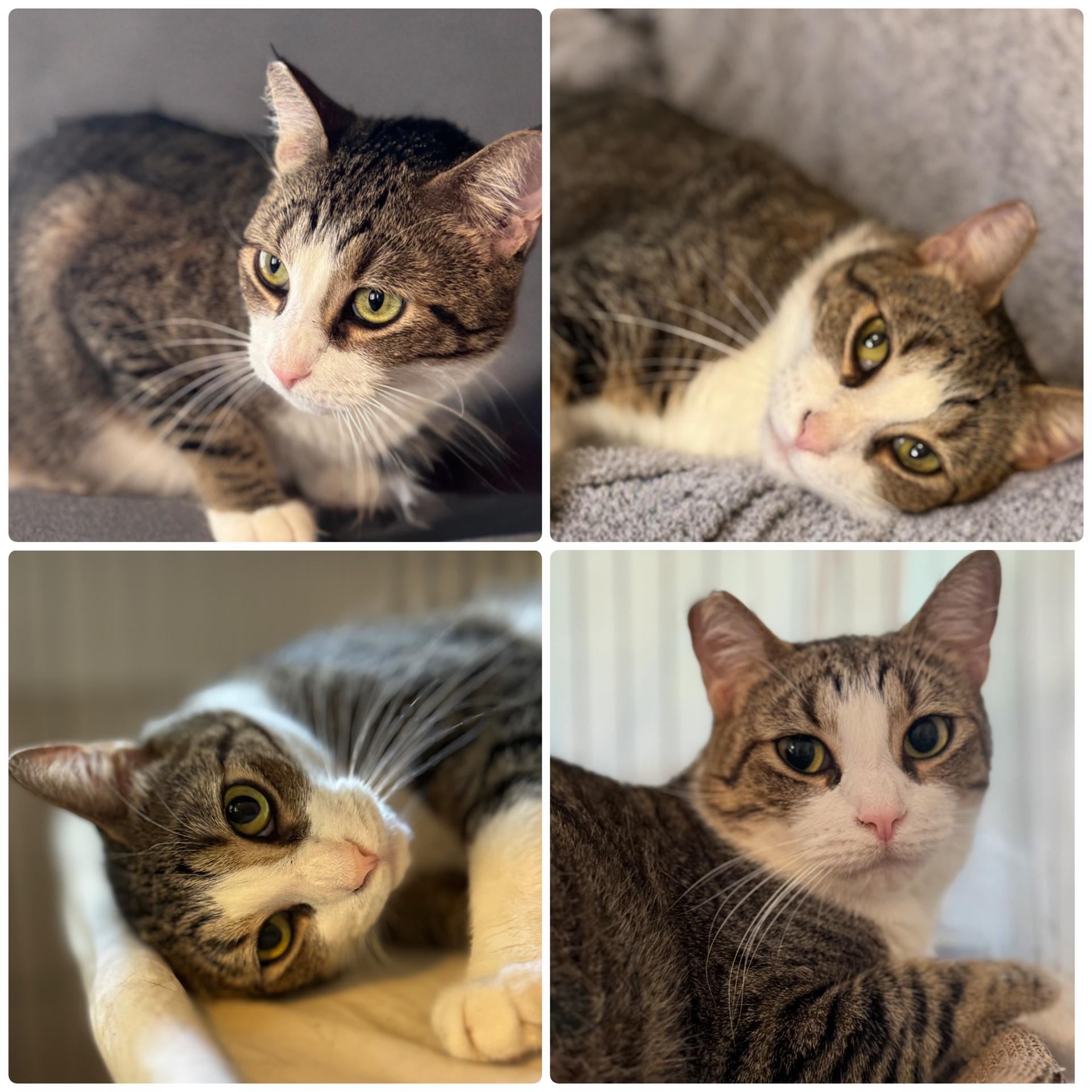 Einstein and Edison (Bonded Brothers)