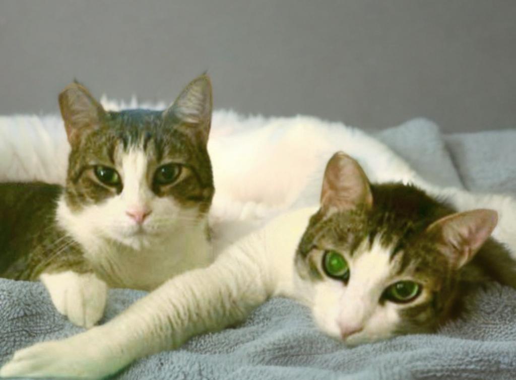 Einstein and Edison (Bonded Brothers), a Adoptable Domestic Short Hair in Denver, CO image 1/6