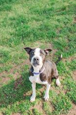 Krait, ADOPTABLE, Senior Male Mixed Breed.