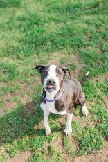 Krait, a ADOPTABLE Mixed Breed in Lewiston, ID image 2/3