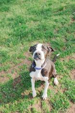 Krait, a ADOPTABLE Mixed Breed in Lewiston, ID image 3/3