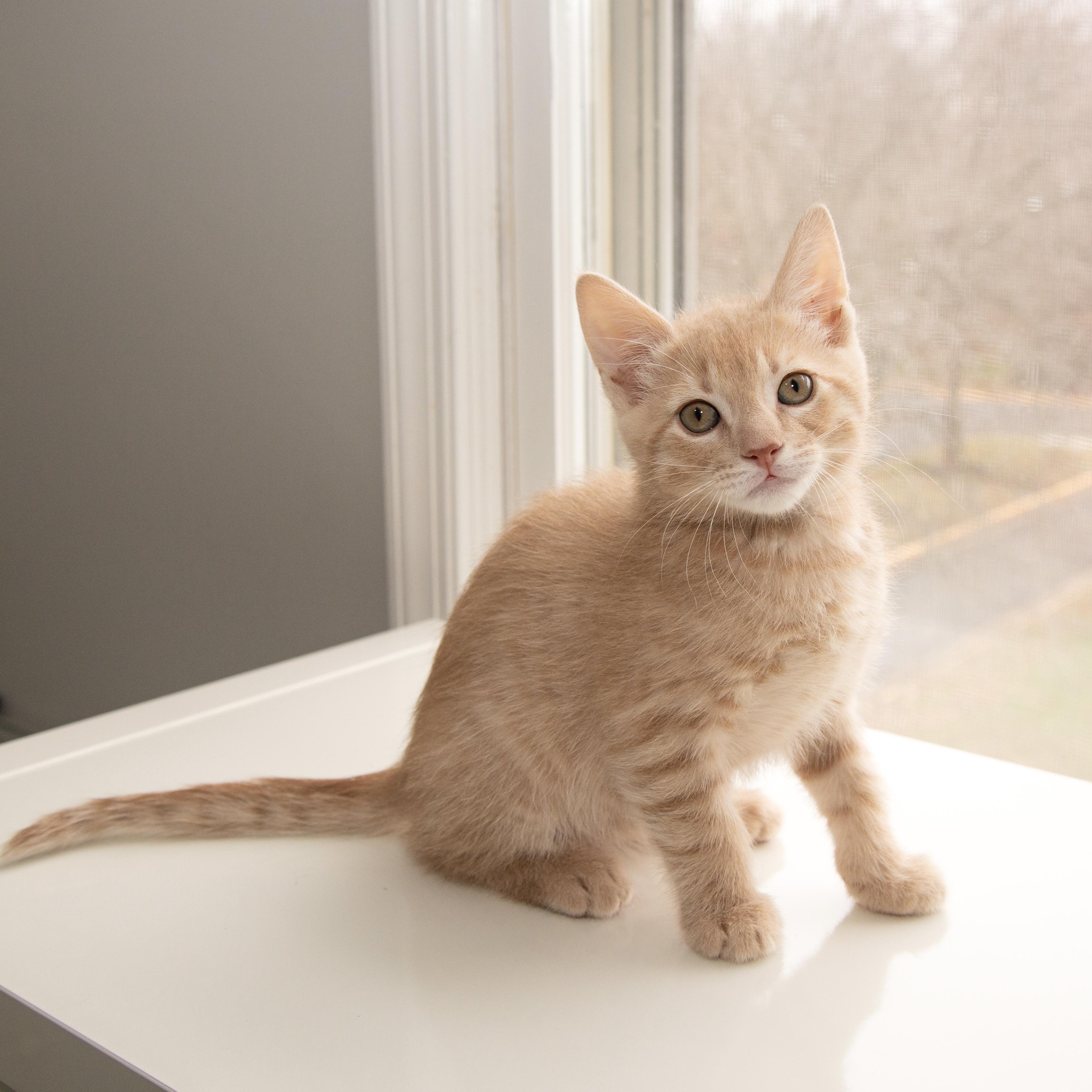 Enlarge Artax, an adopted Domestic Short Hair in Alexandria, VA image 1/4