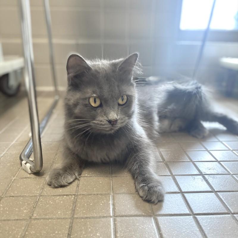Enlarge Ashley, a ADOPTABLE Domestic Long Hair in Truckee, CA image 6/6