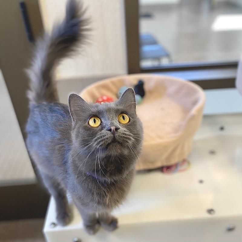 Ashley, ADOPTABLE, Young Female Domestic Long Hair.