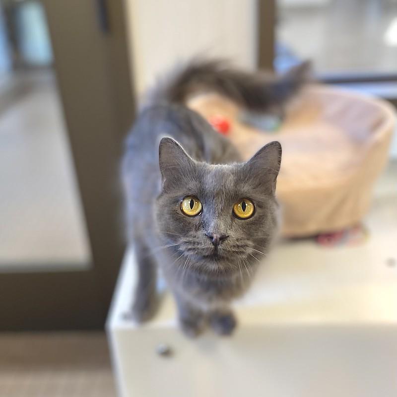 Enlarge Ashley, a ADOPTABLE Domestic Long Hair in Truckee, CA image 3/6