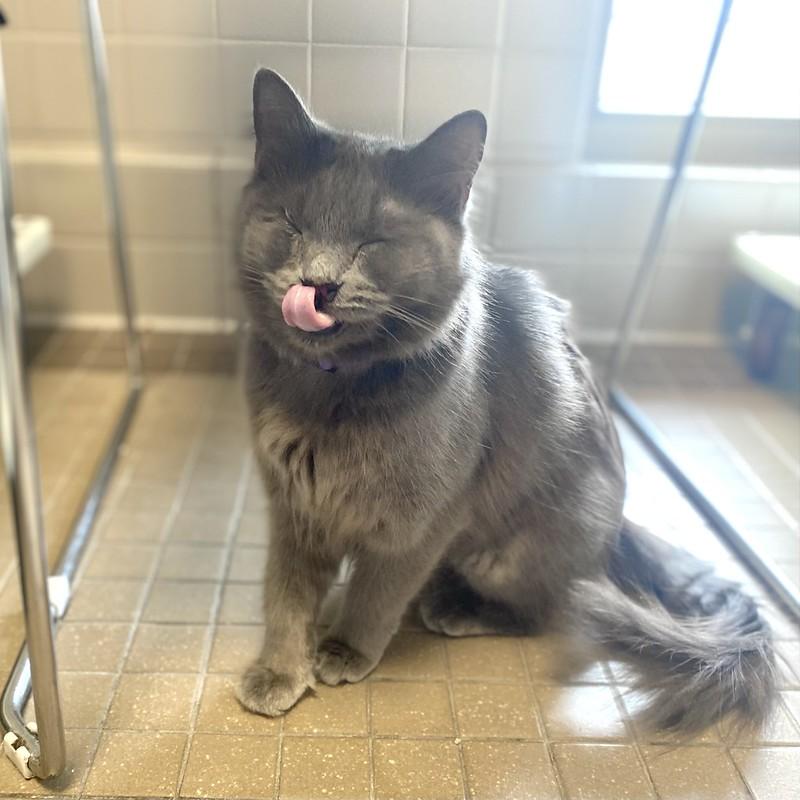 Enlarge Ashley, a ADOPTABLE Domestic Long Hair in Truckee, CA image 4/6