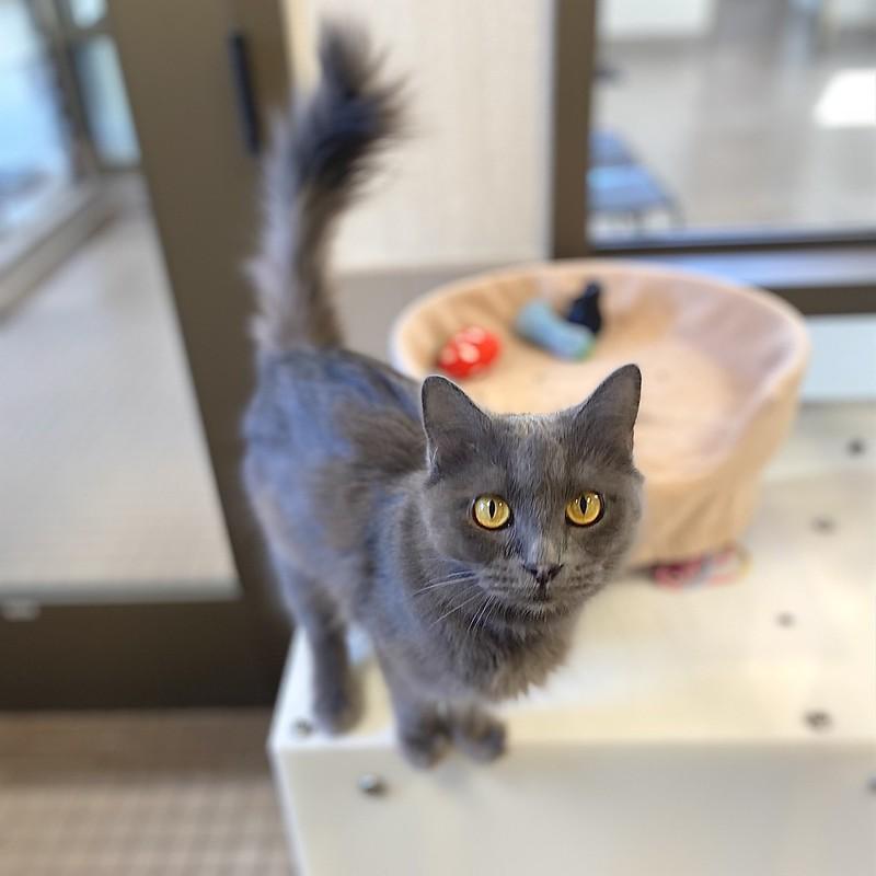 Enlarge Ashley, a ADOPTABLE Domestic Long Hair in Truckee, CA image 5/6