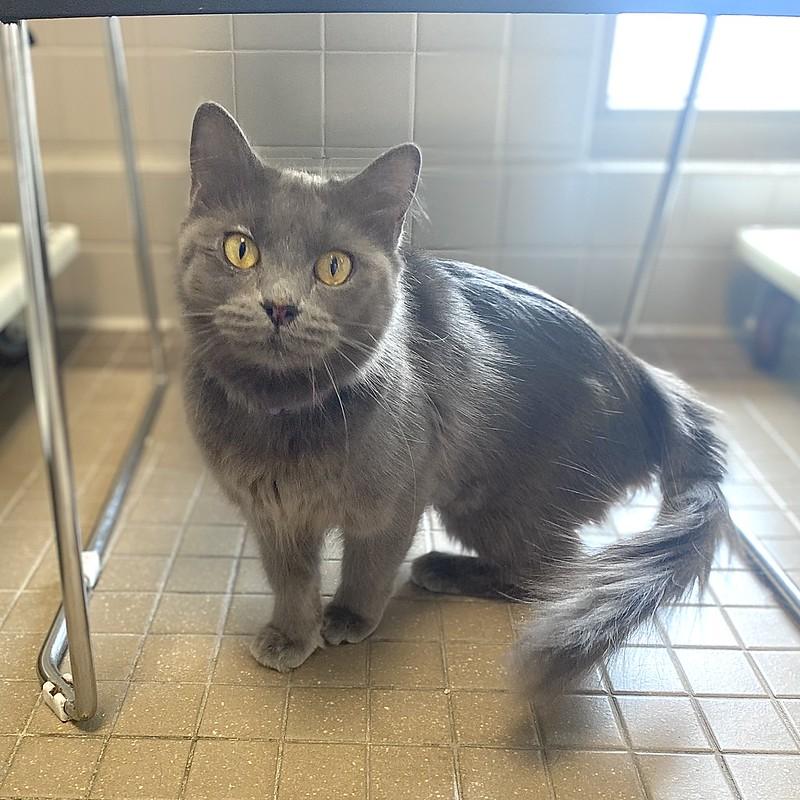 Enlarge Ashley, a ADOPTABLE Domestic Long Hair in Truckee, CA image 2/6