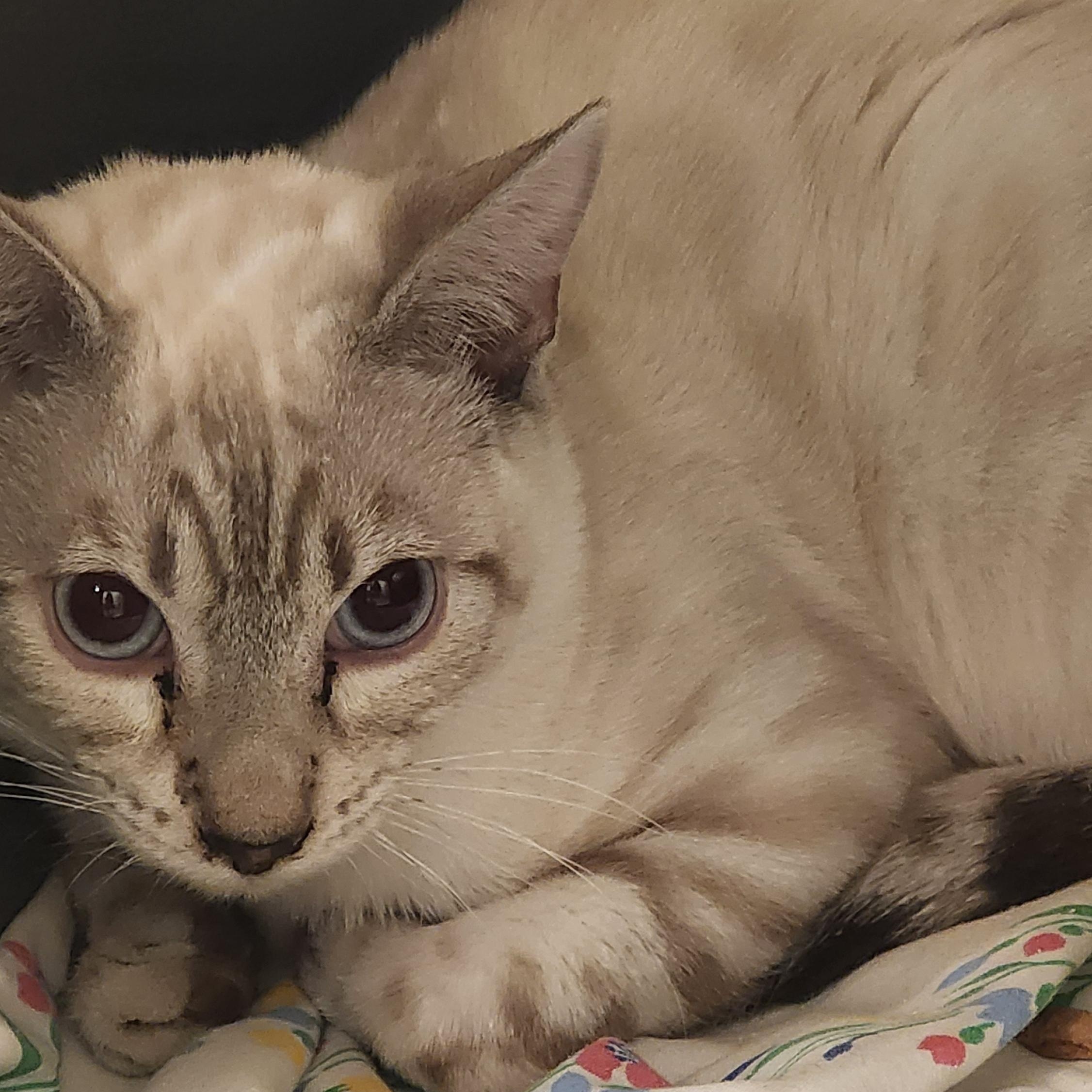 Nolan, ADOPTABLE, Kitten Male Bengal.