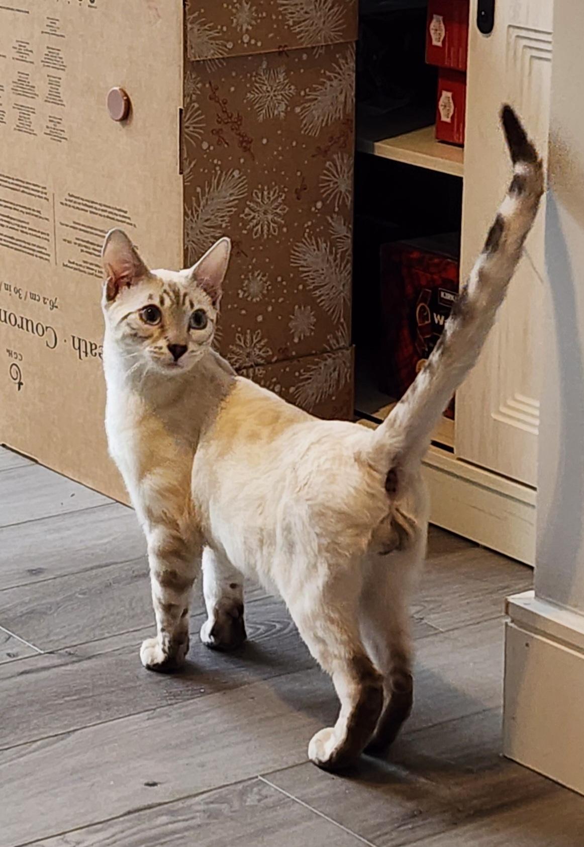 Enlarge Nolan, a ADOPTABLE mixed breed in Mississauga, ON image 2/5