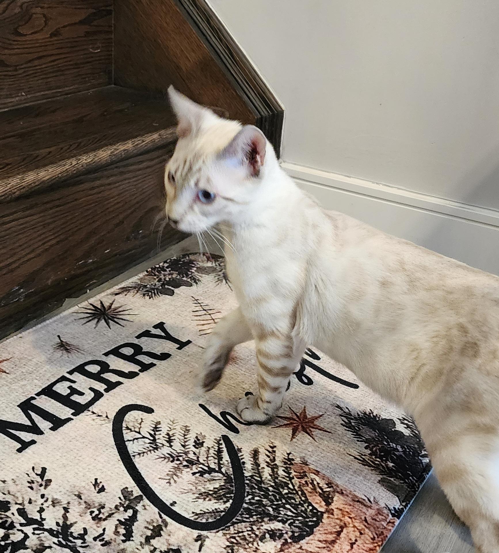 Enlarge Nolan, a ADOPTABLE mixed breed in Mississauga, ON image 5/5