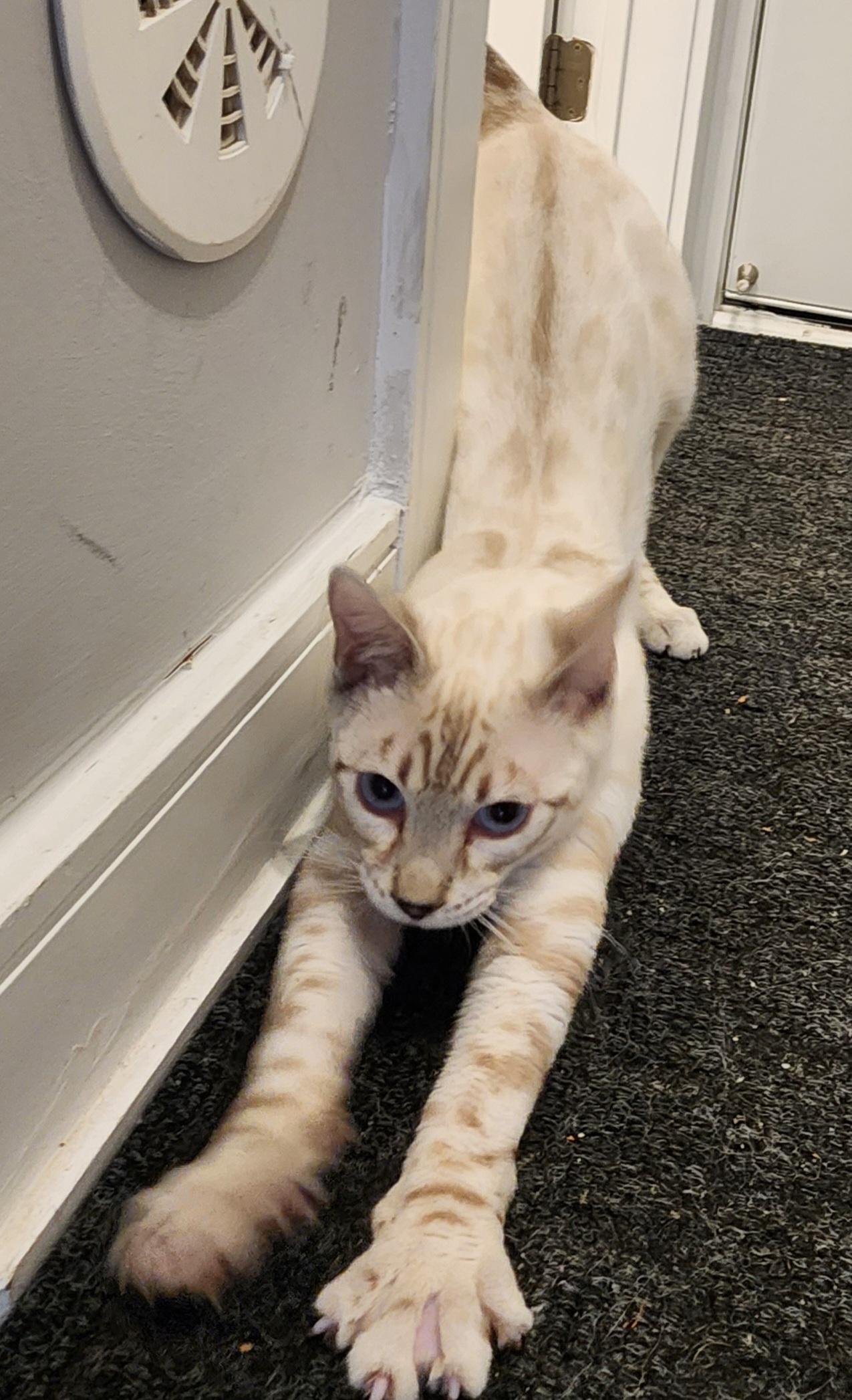 Enlarge Nolan, a ADOPTABLE mixed breed in Mississauga, ON image 4/5