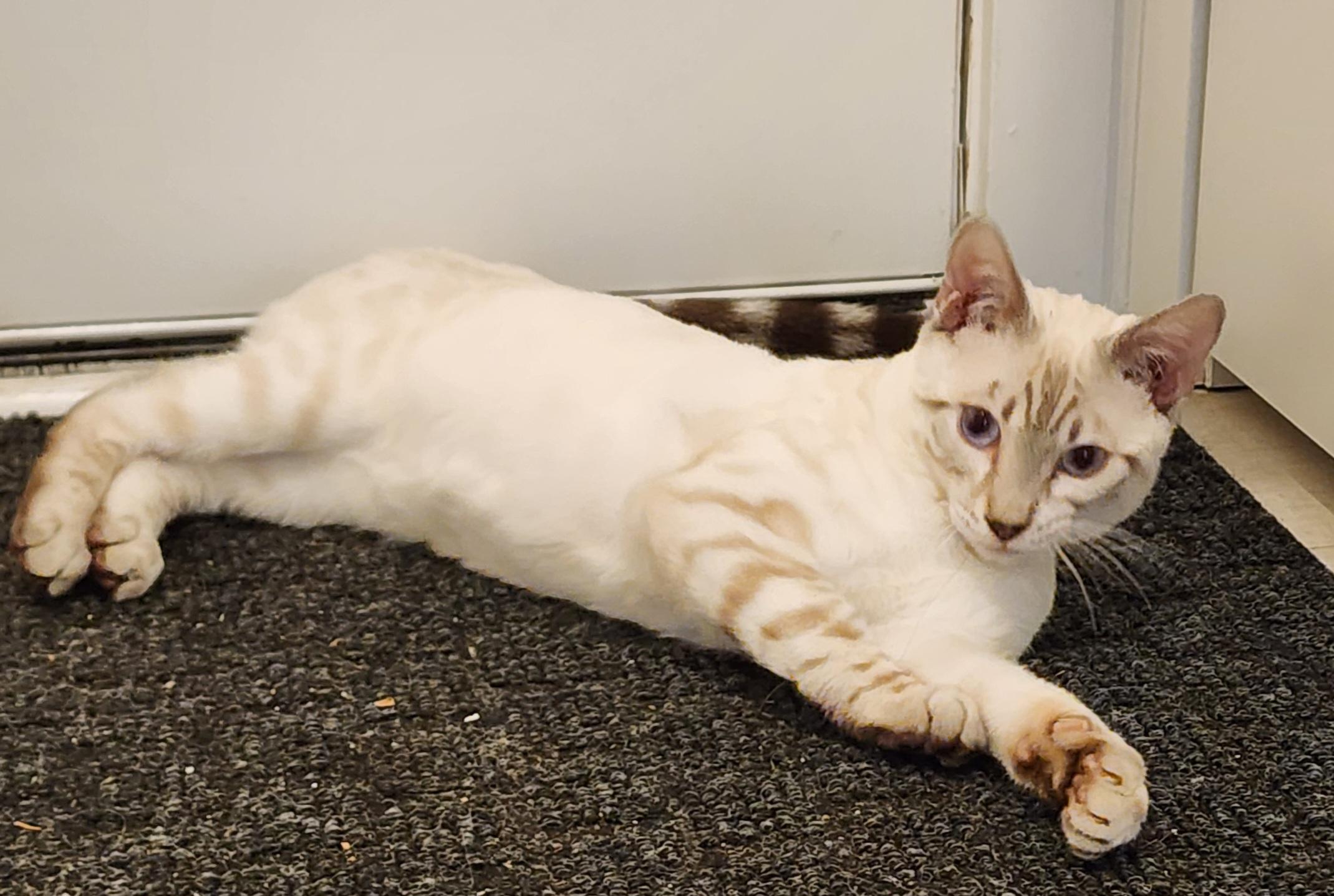 Enlarge Nolan, a ADOPTABLE mixed breed in Mississauga, ON image 3/5