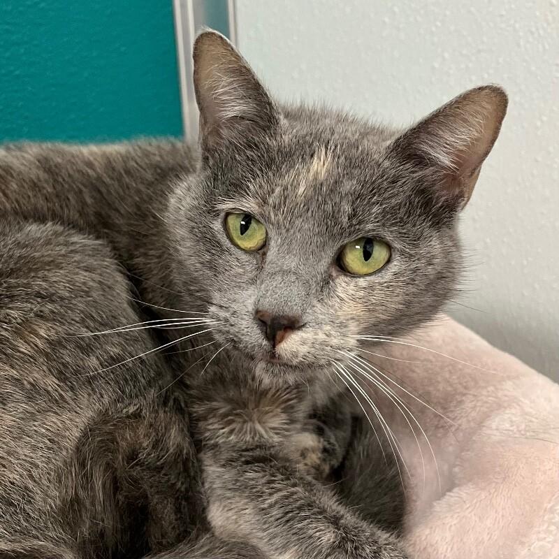 Sparky, Adoptable, Adult Female Domestic Short Hair.