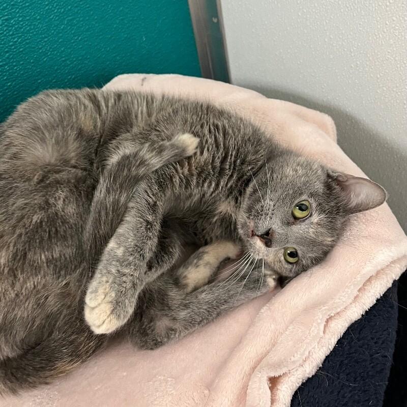 Enlarge Sparky, a Adoptable Domestic Short Hair in Yankton, SD image 2/4