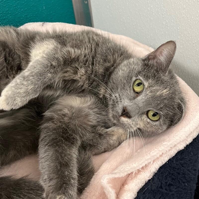 Enlarge Sparky, a Adoptable Domestic Short Hair in Yankton, SD image 4/4