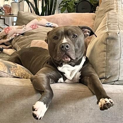 Enlarge Mackaroni, a Adoptable mixed breed in Seattle, WA image 1/3