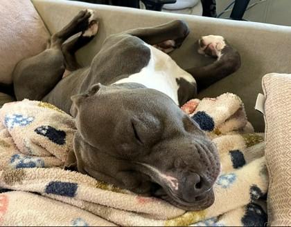Enlarge Mackaroni, a Adoptable mixed breed in Seattle, WA image 3/3