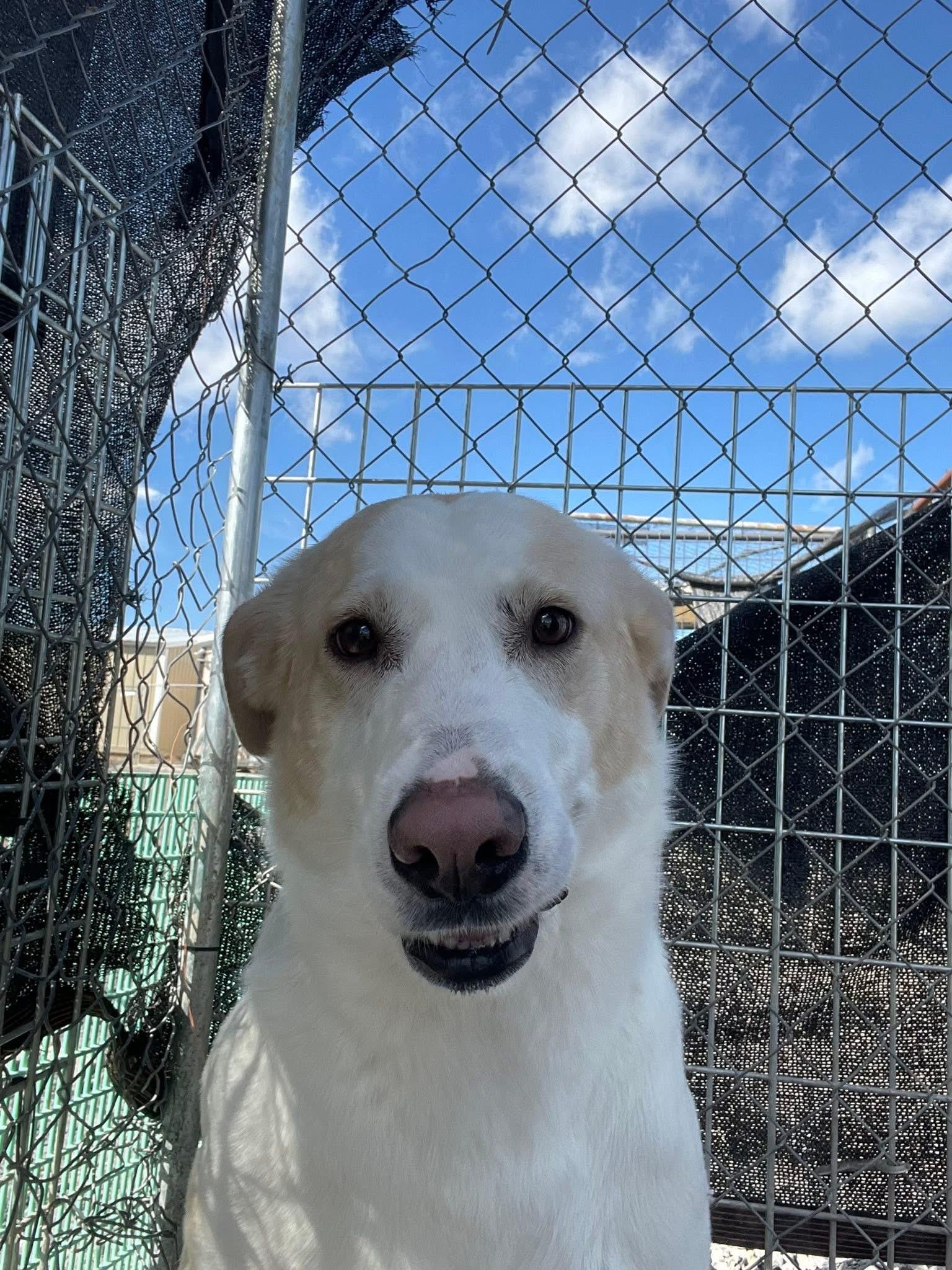 Enlarge Marshall, a ADOPTABLE mixed breed in Prineville, OR image 2/5