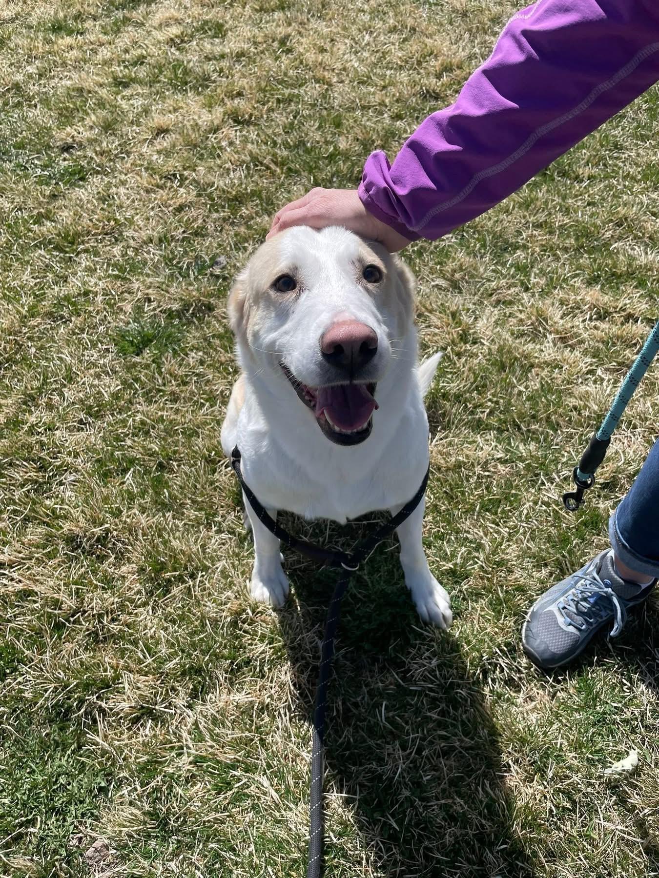Enlarge Marshall, a ADOPTABLE mixed breed in Prineville, OR image 4/5