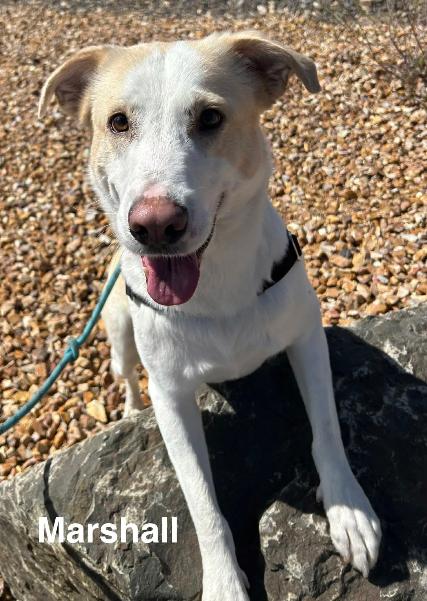 Marshall, ADOPTABLE, Adult Male Golden Retriever & Labrador Retriever.