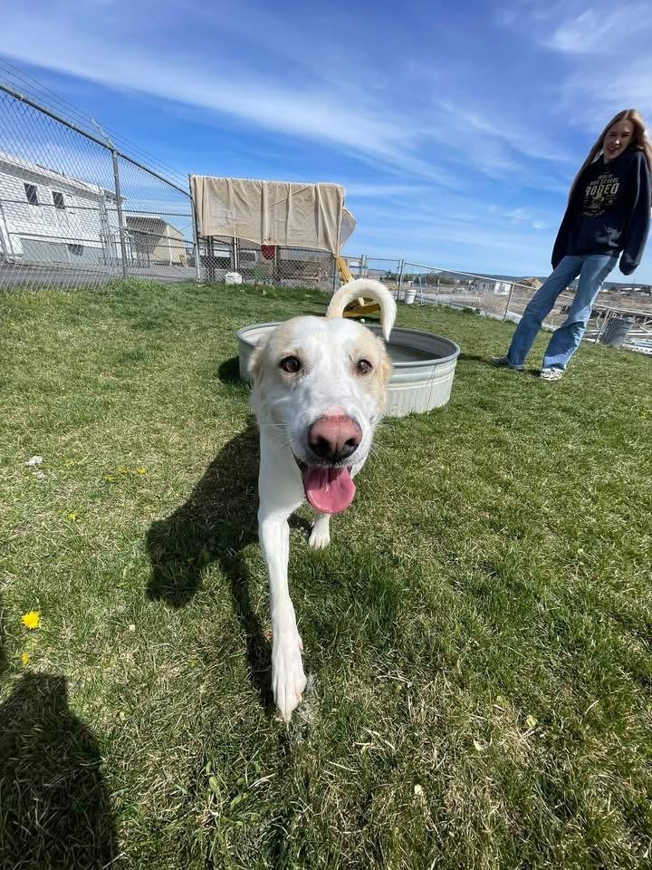 Enlarge Marshall, a ADOPTABLE mixed breed in Prineville, OR image 6/6