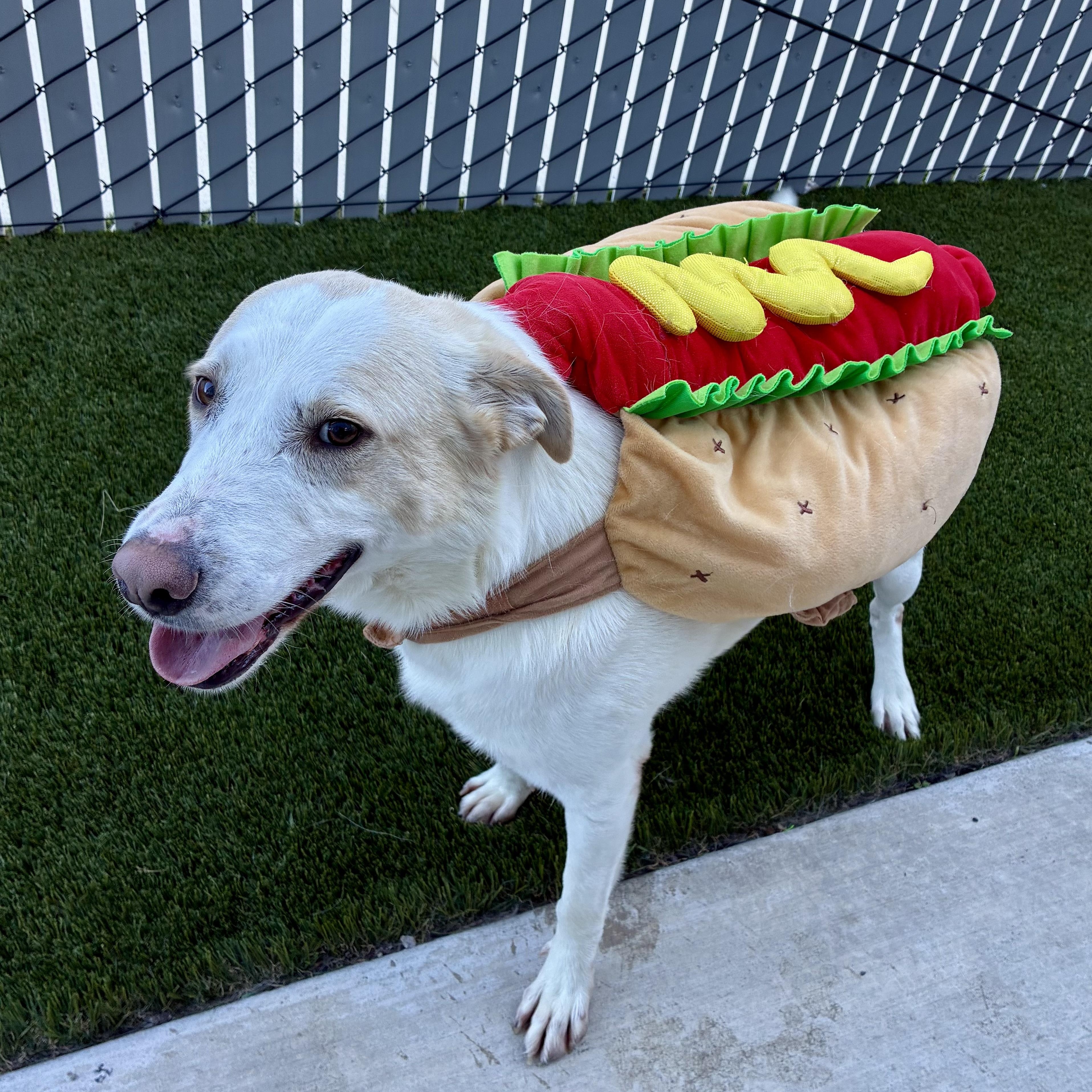 Marshall, Adoptable, Adult Male Golden Retriever & Labrador Retriever.