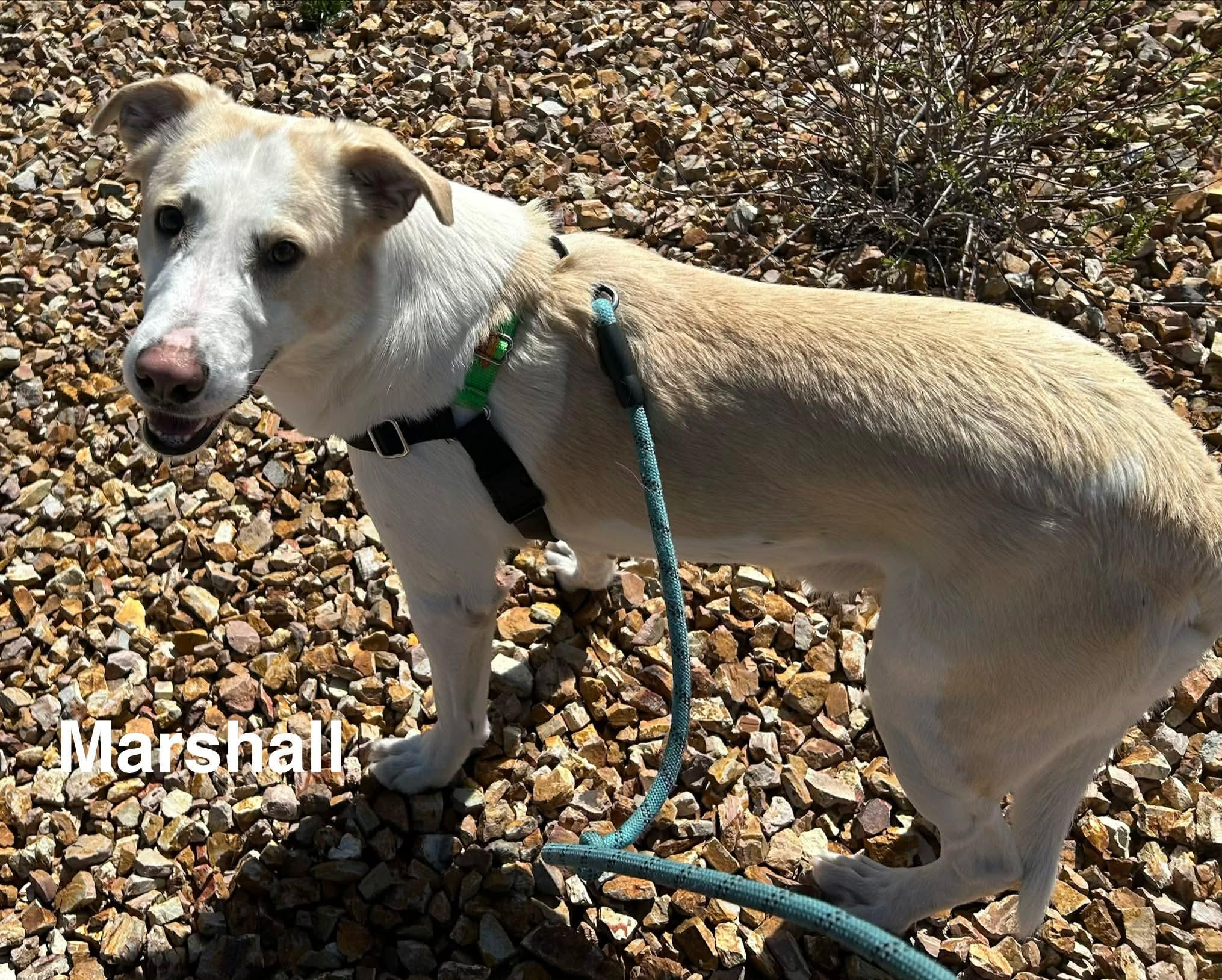 Enlarge Marshall, a ADOPTABLE mixed breed in Prineville, OR image 5/5