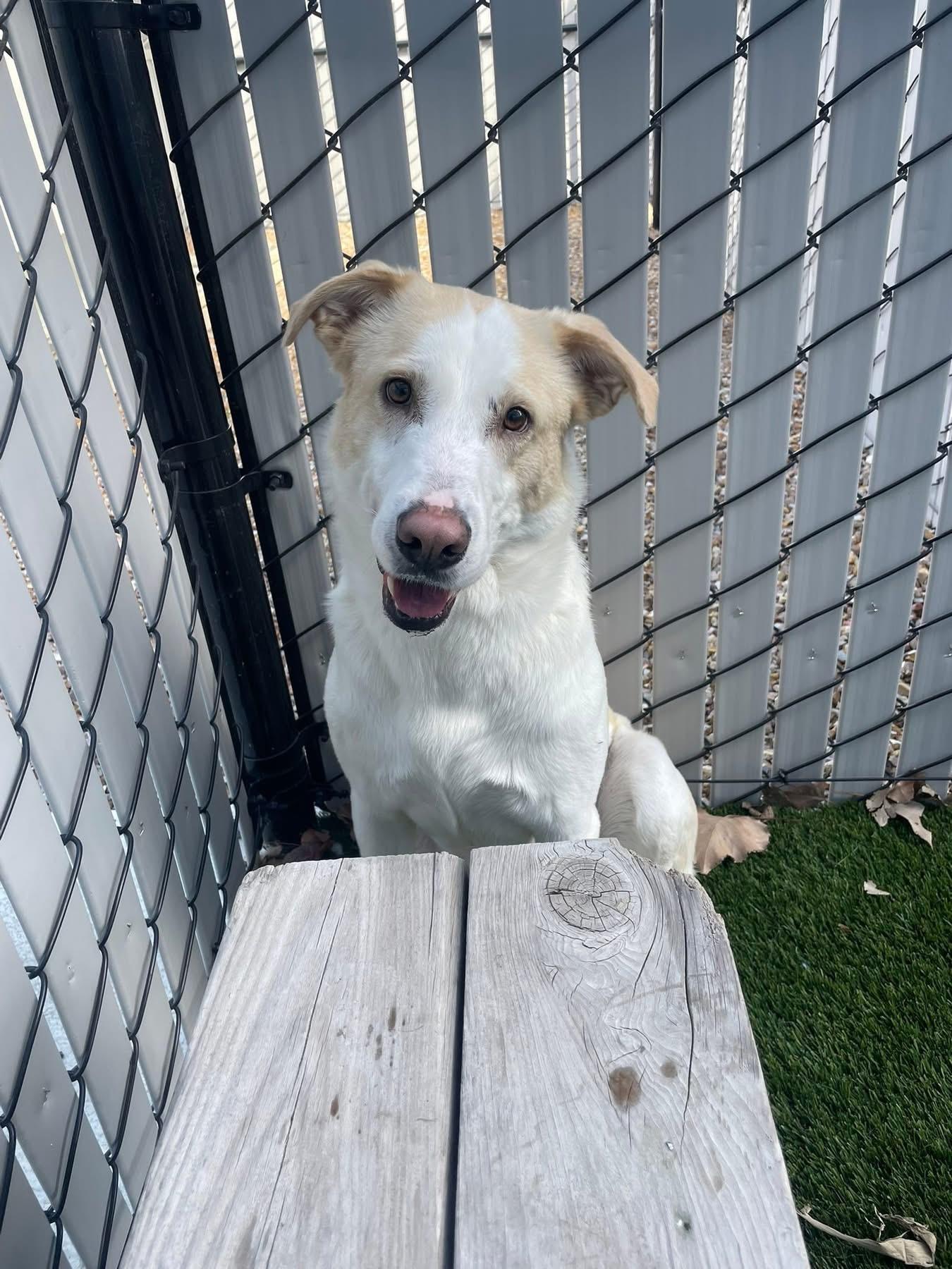 Enlarge Marshall, a ADOPTABLE mixed breed in Prineville, OR image 3/5