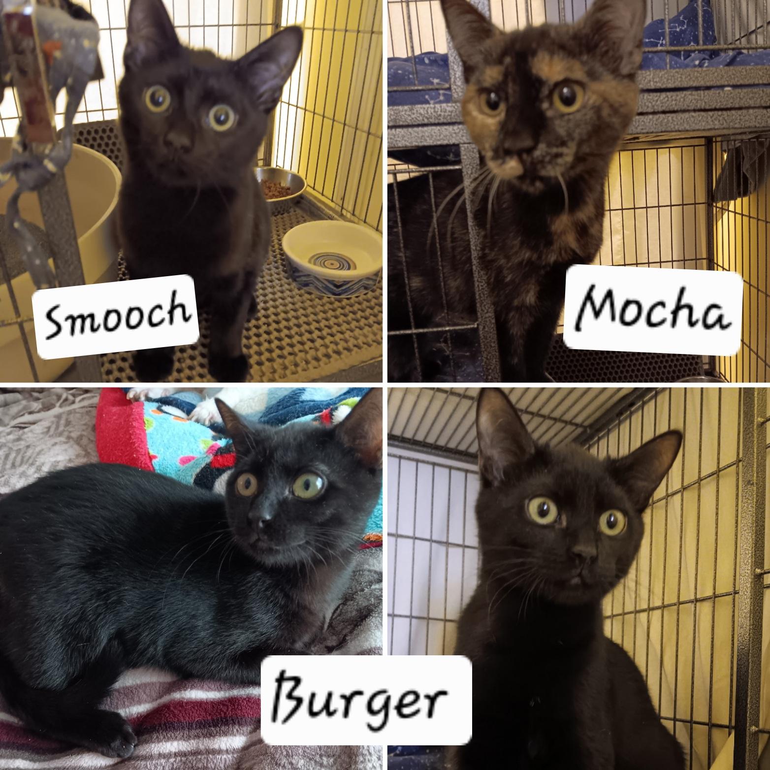 Burger, Smooch and Mocha, Adoptable, Kitten Male Domestic Short Hair.