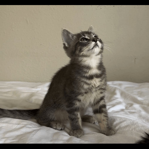 Victoria , a Adopted Domestic Short Hair in Los Angeles, CA image 2/6