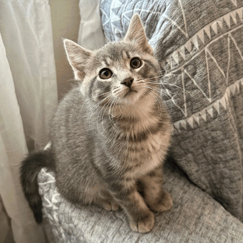 Victoria , a Adopted Domestic Short Hair in Los Angeles, CA image 3/6