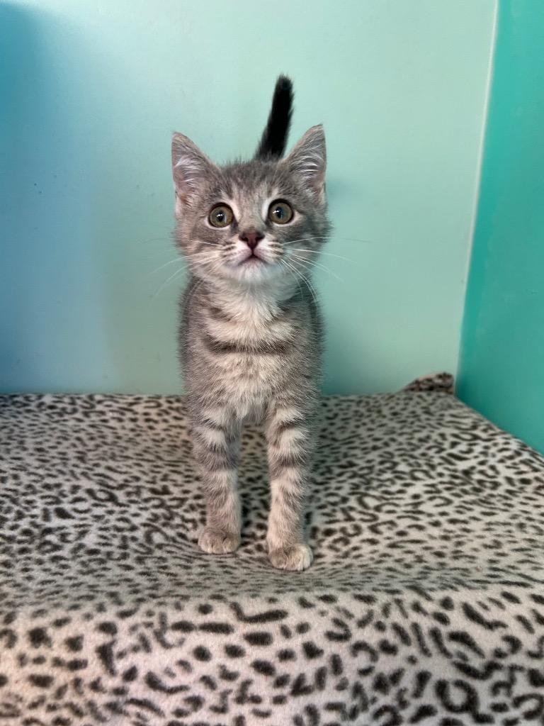 Silvie, a Adoptable mixed breed in Morgantown, KY image 1/2