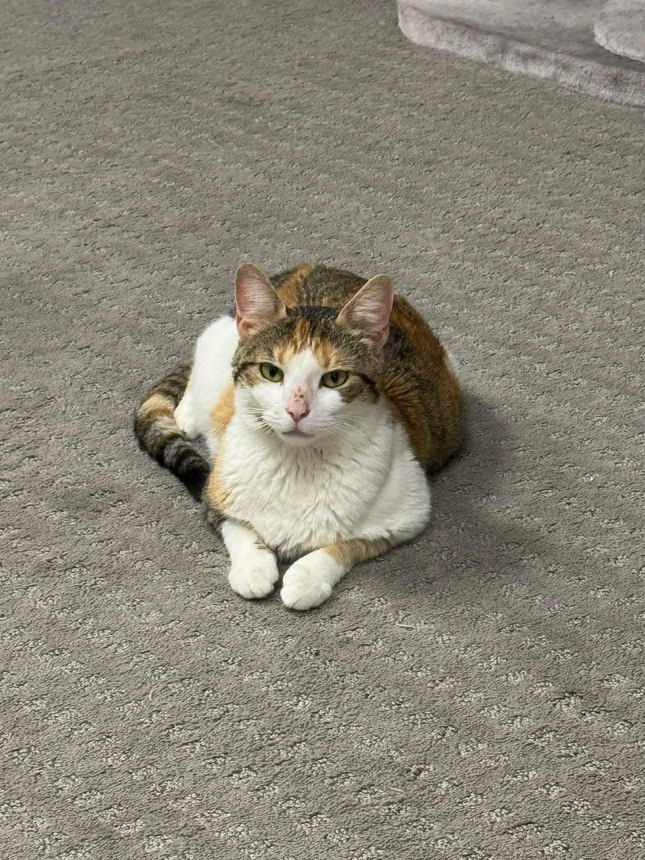 Belle, a ADOPTABLE Domestic Short Hair in Thurmont, MD image 2/5