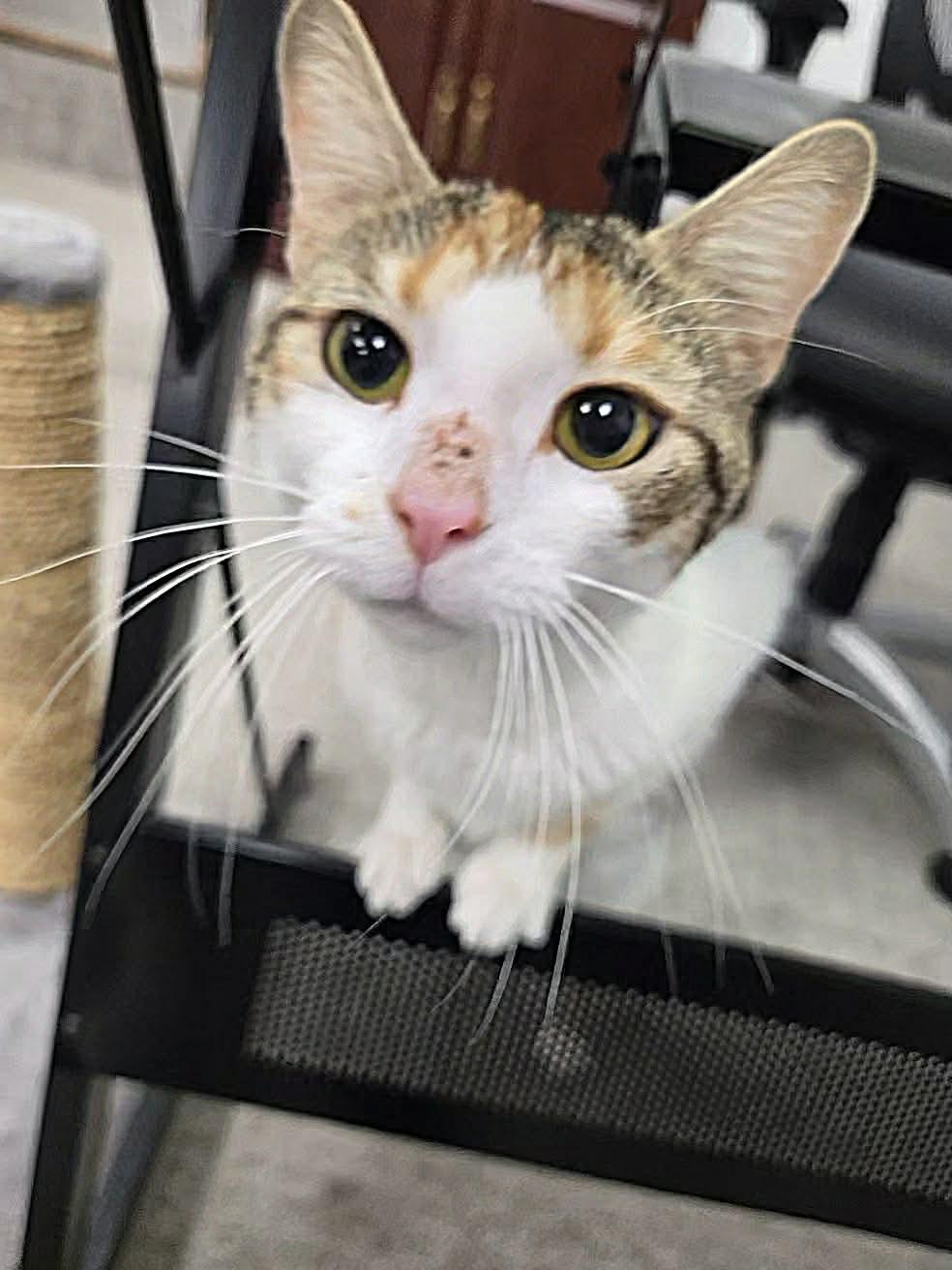 Belle, a ADOPTABLE Domestic Short Hair in Thurmont, MD image 3/5