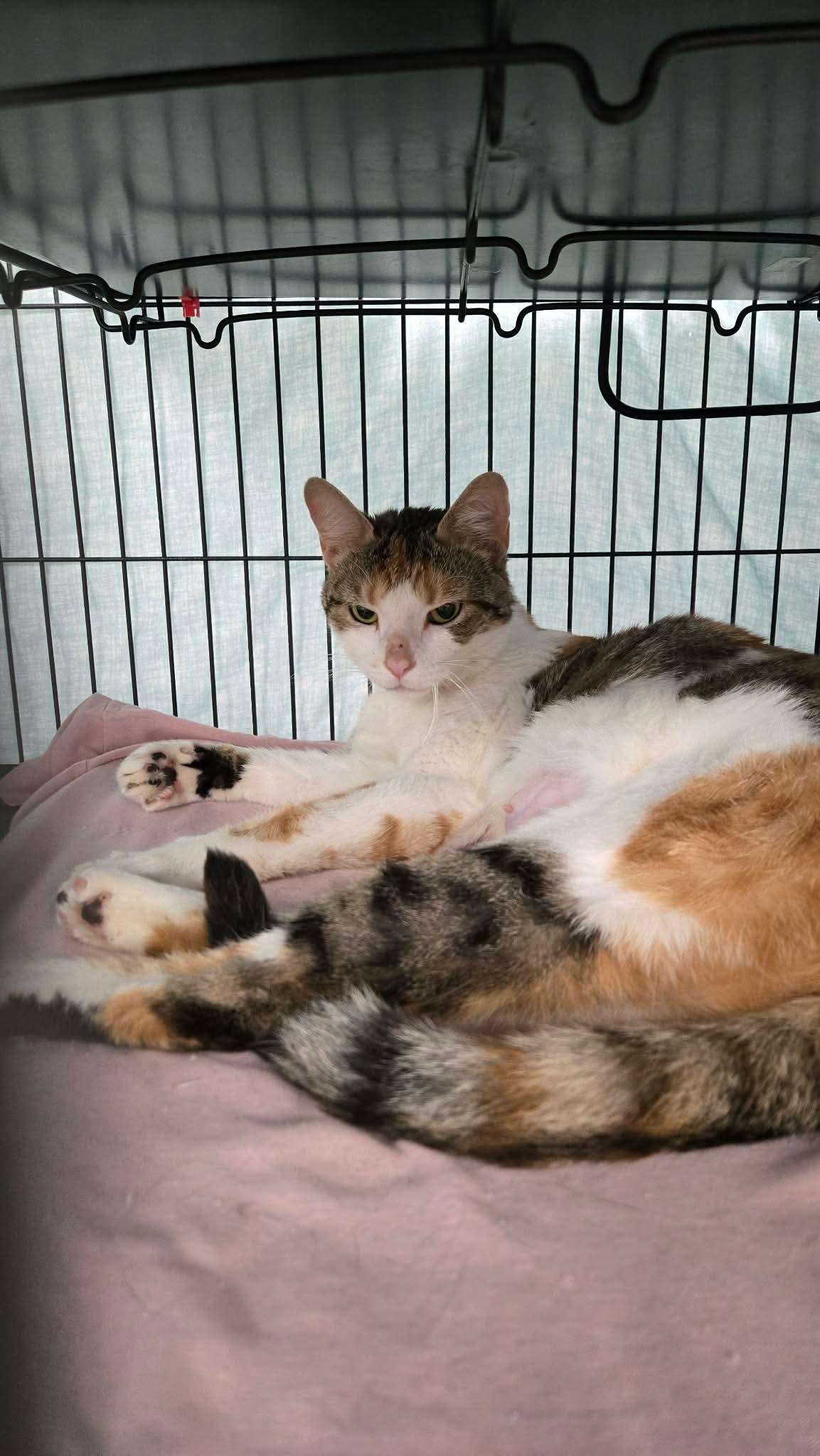 Belle, a ADOPTABLE Domestic Short Hair in Thurmont, MD image 1/5