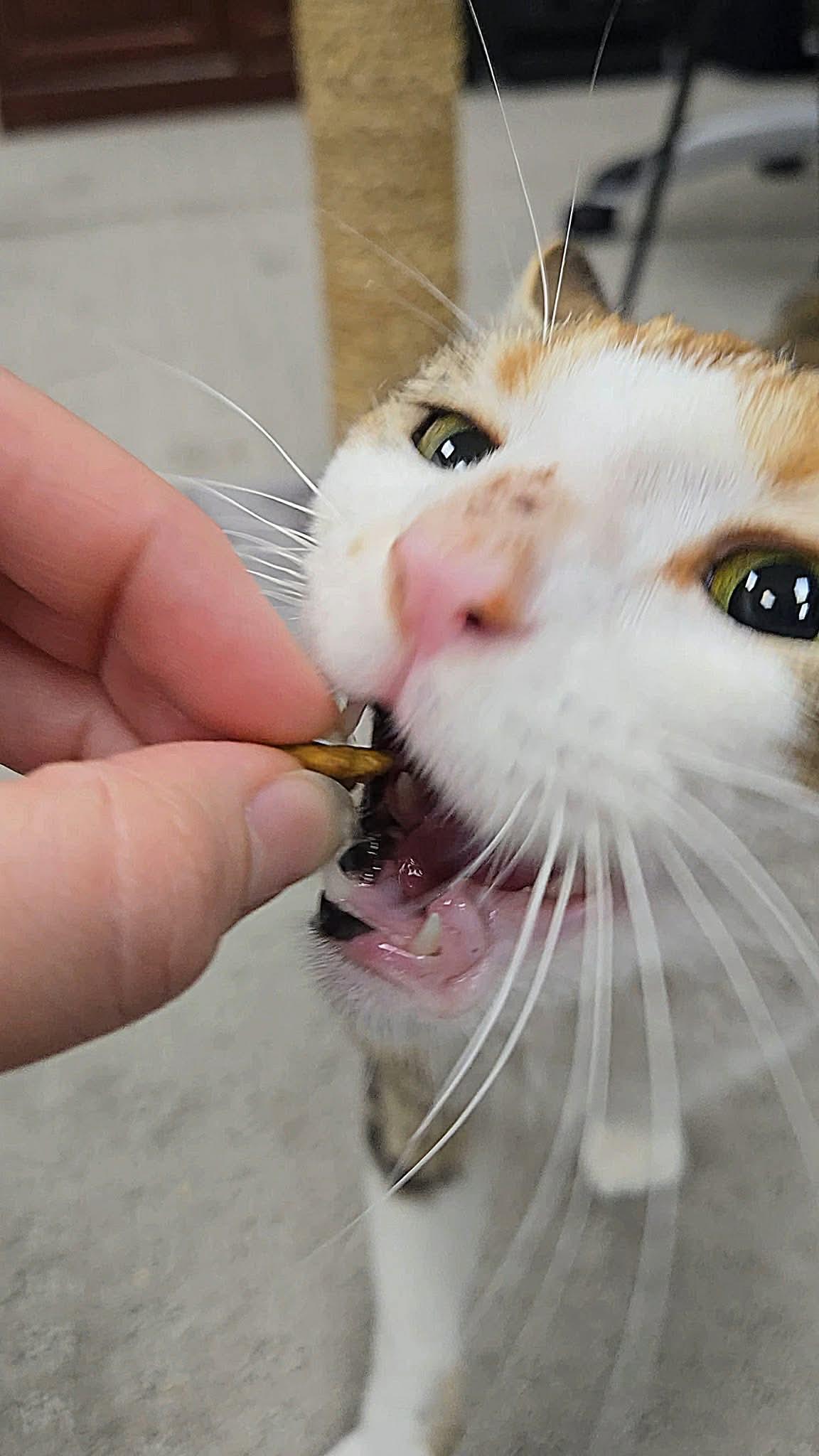 Belle, a ADOPTABLE Domestic Short Hair in Thurmont, MD image 5/5