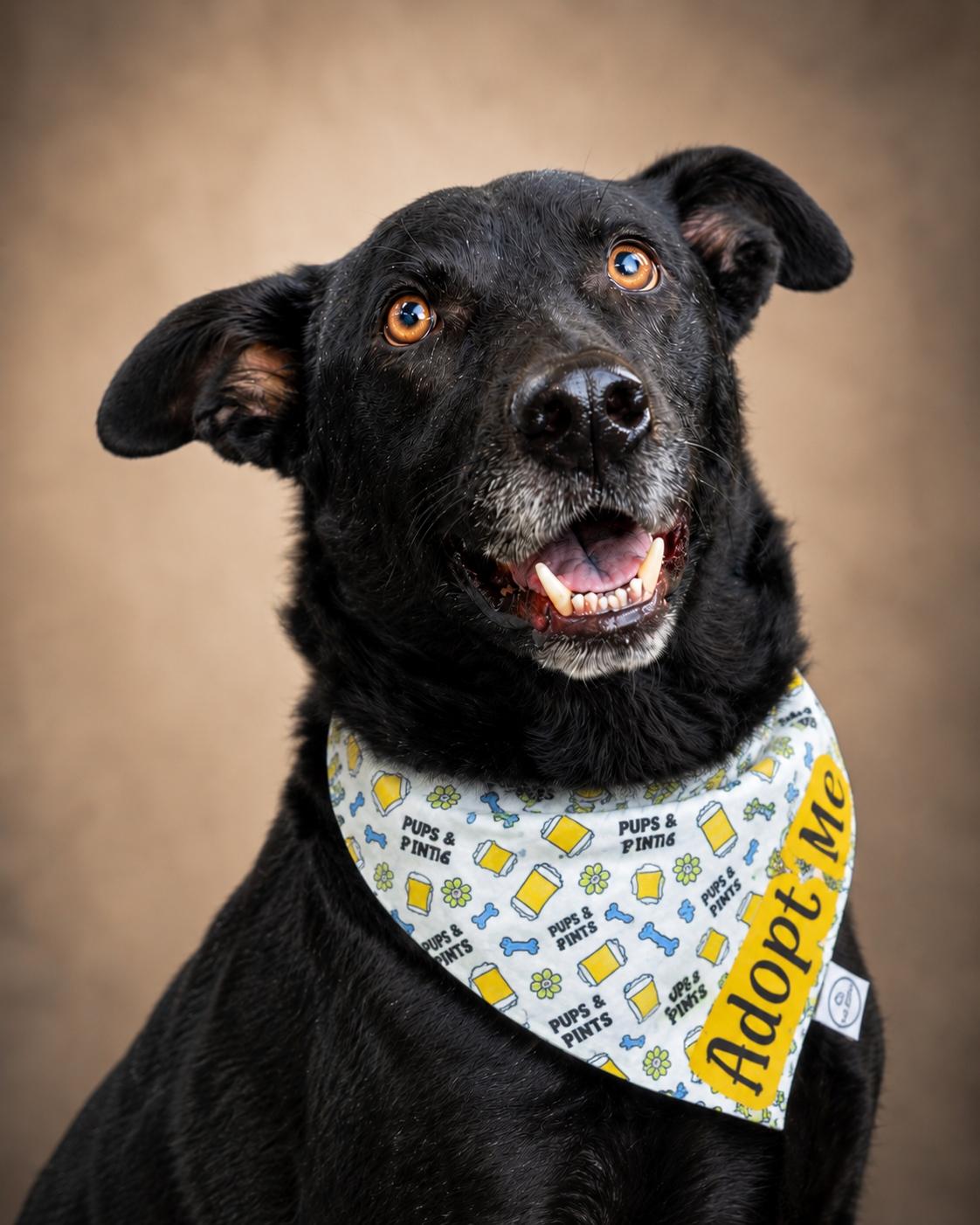 Rex, a ADOPTABLE mixed breed in Murrieta, CA image 5/6