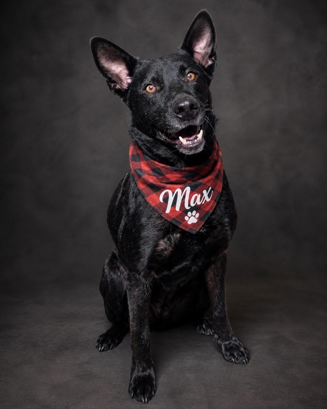Rex, ADOPTABLE, Adult Male German Shepherd Dog.