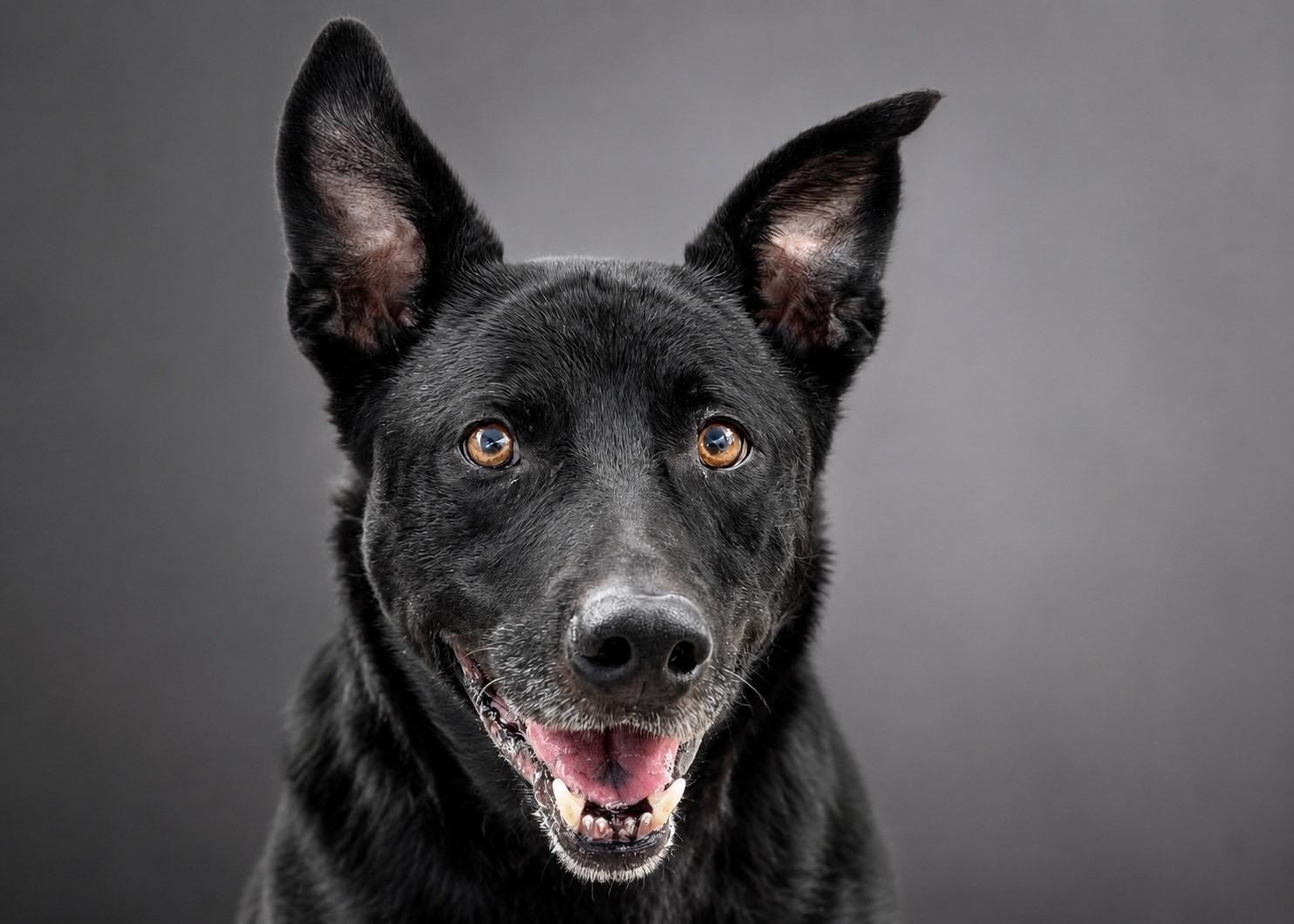 Enlarge Rex, a ADOPTABLE mixed breed in Murrieta, CA image 3/3