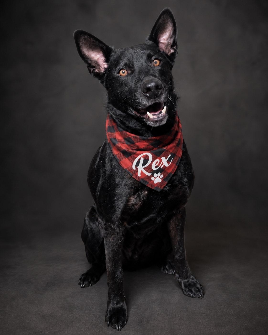 Rex, ADOPTABLE, Adult Male German Shepherd Dog.